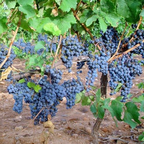 Cata de vino en Andorra